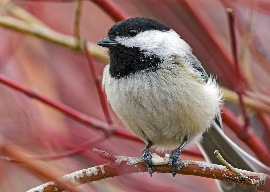 Nature Photograph - Chickadee in Red Twig Dogwood by Stephen Johnson