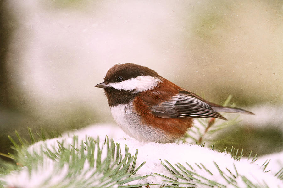 Chickadee in Snow Photograph by Peggy Collins