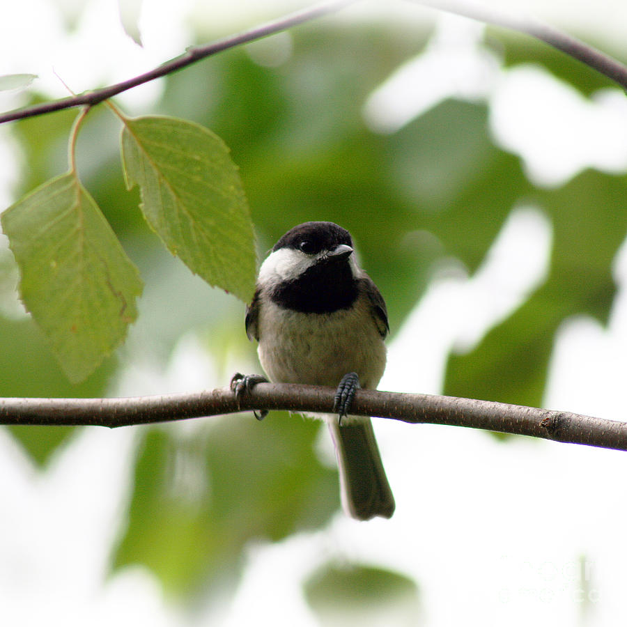 Chickadee in Summer  Square Photograph by Karen Adams