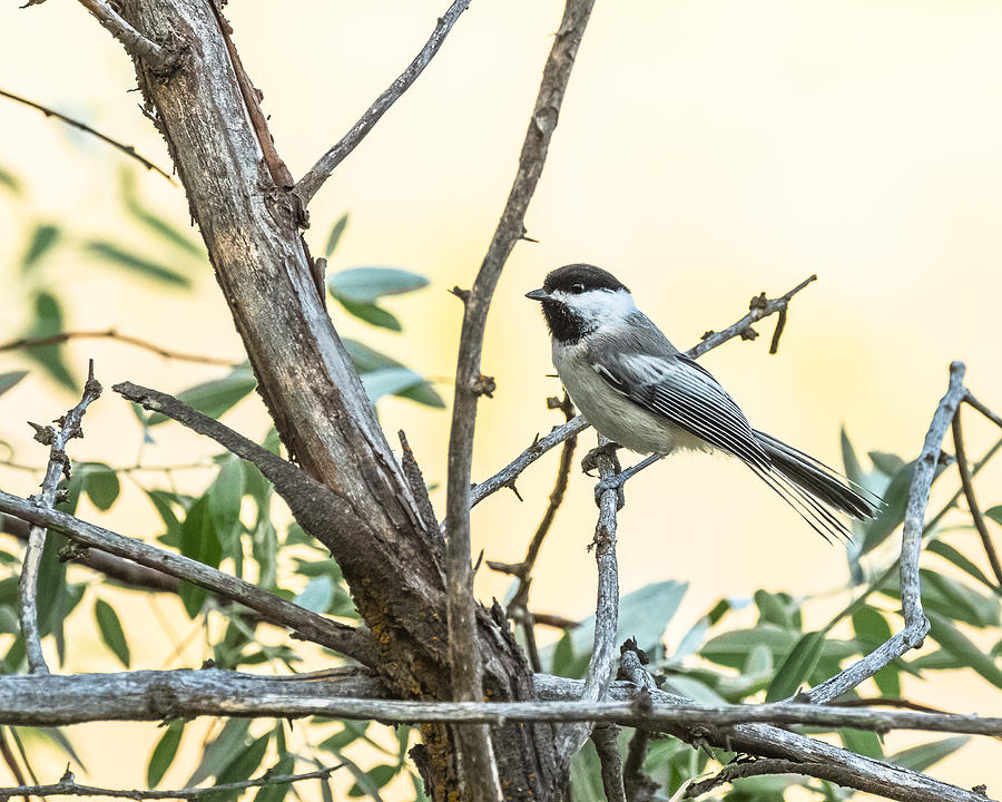 Chickadee In The Afternoon Photograph by Yeates Photography