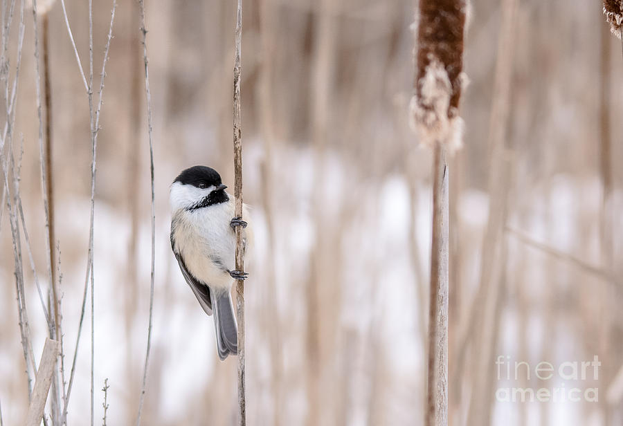 Chickadee in the Bulrushes Photograph by Cheryl Baxter