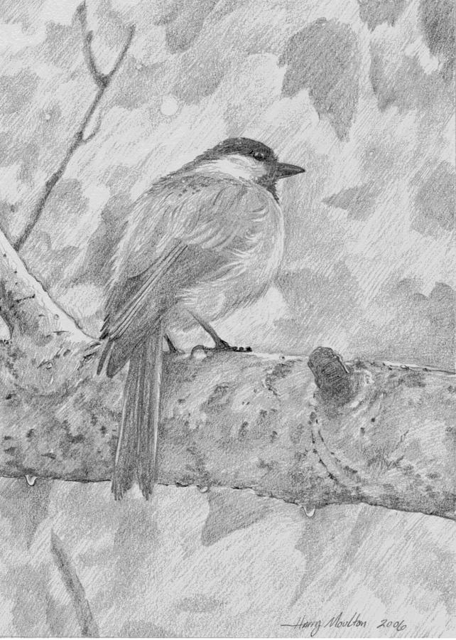 Chickadee in the Rain Drawing by Harry Moulton
