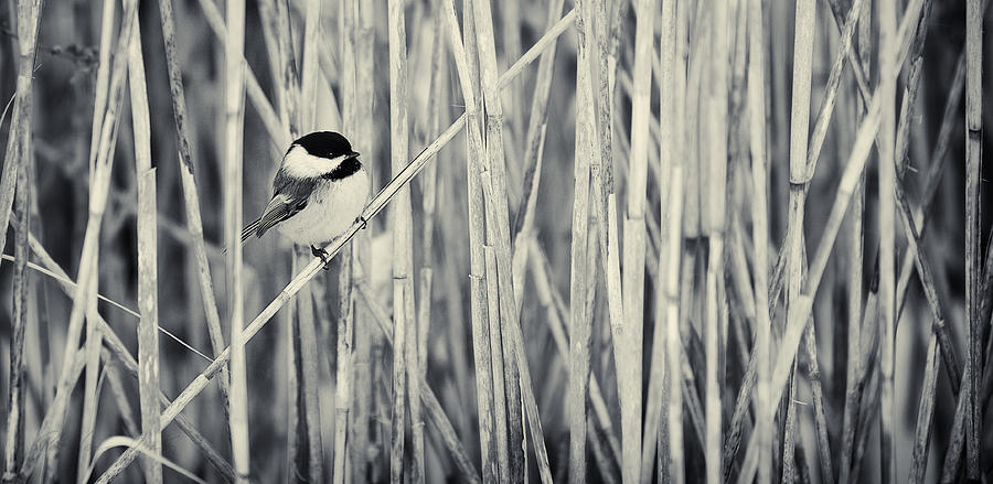 Chickadee in the redds Photograph by Peter V Quenter