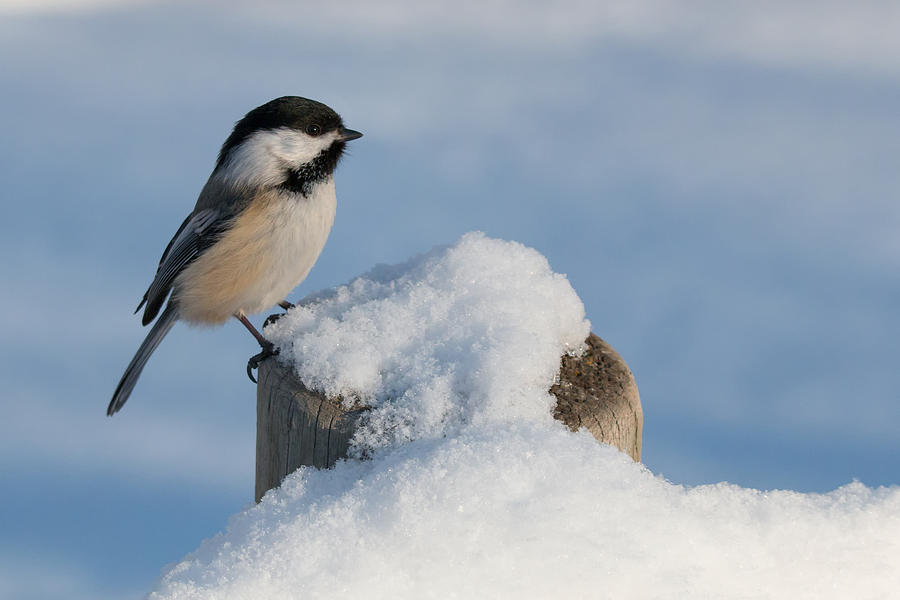 Chickadee in the snow Photograph by Celine Pollard