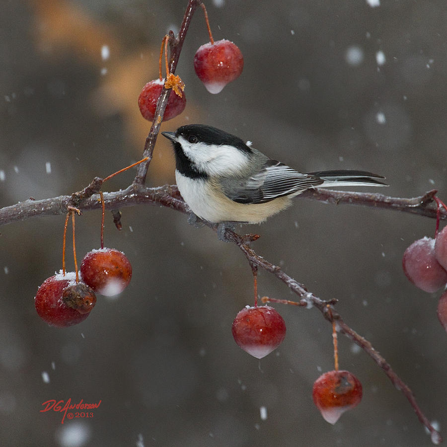 Chickadee in the snow Photograph by Don Anderson