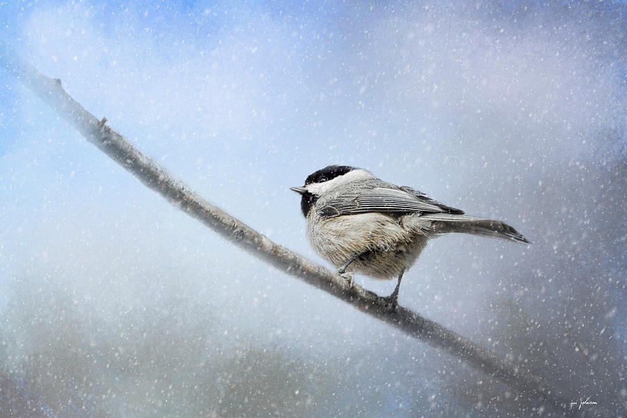 Chickadee In The Snow Photograph by Jai Johnson