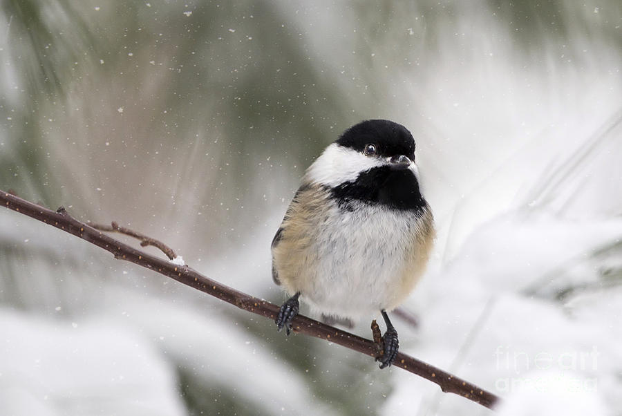Chickadee in the Snow Photograph by Karin Pinkham