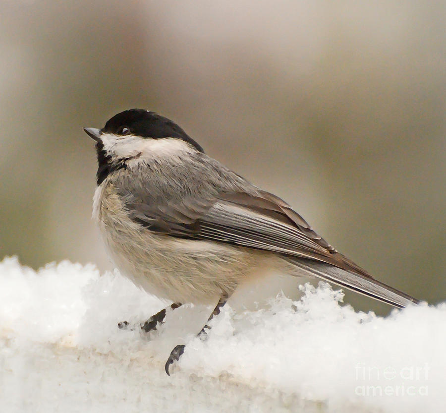 Chickadee In the Snow Photograph by Kerri Farley