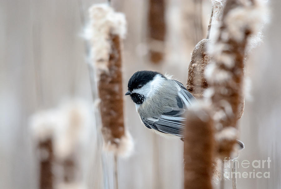 Chickadee in the Wild Photograph by Cheryl Baxter