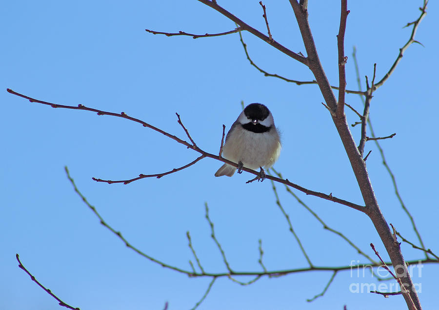 Chickadee Looking at You Photograph by Karen Adams