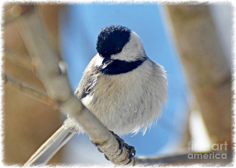 Chickadee on a bright day  Photograph by Debbie Portwood