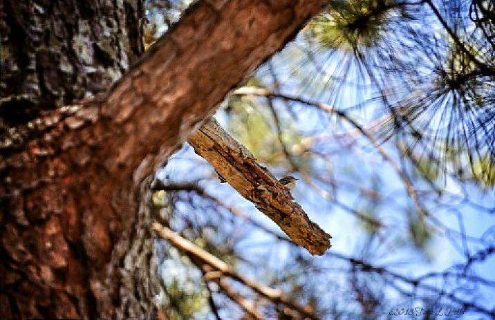 Chickadee on a Tree Photograph by Tara Potts