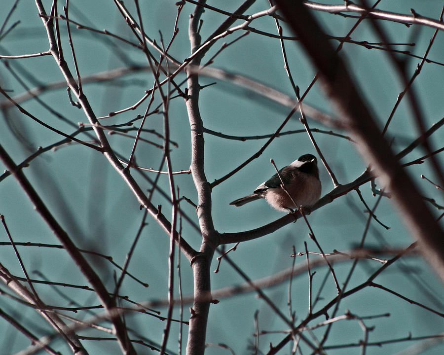 Chickadee on Winter Branches Photograph by Karen Adams