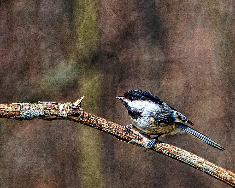 Little Chickadee Photograph by John Crothers