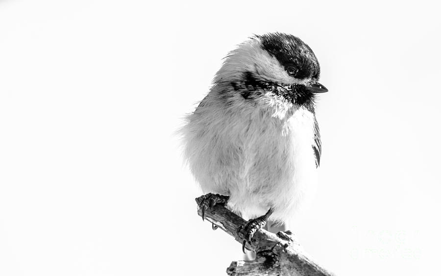 Chickadee Portrait in Black and White. Photograph by Cheryl Baxter