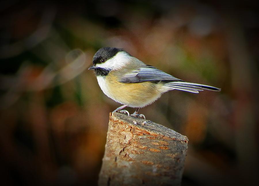 Chickadee Posted Photograph by MTBobbins Photography