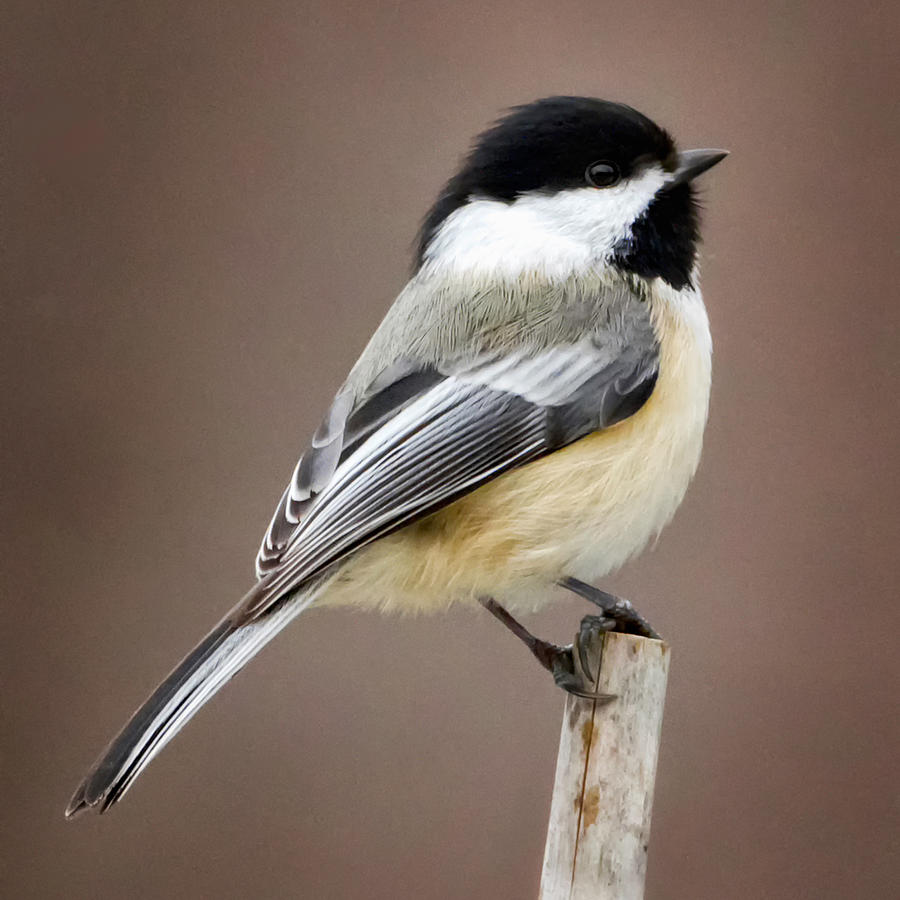 Chickadee Square Photograph by Bill Wakeley