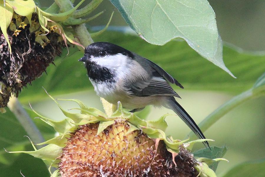 Chickadee Watching Out from a Sunflower Photograph by Lucinda VanVleck