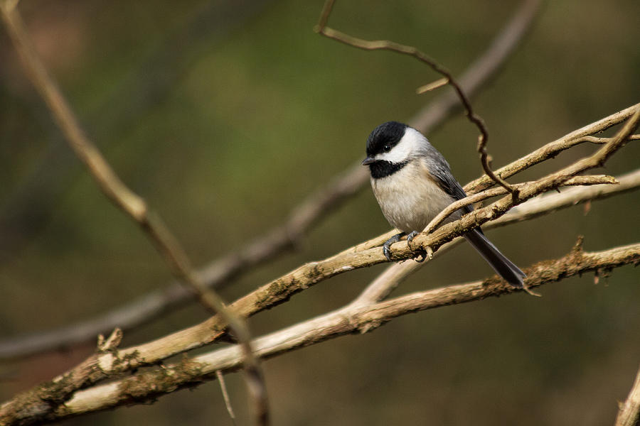Chickadee Photograph - Chickadee Winter 2012 by Nathaniel Kidd Chickadee Photograph - Chickadee Winter 2012 by Nathaniel Kidd