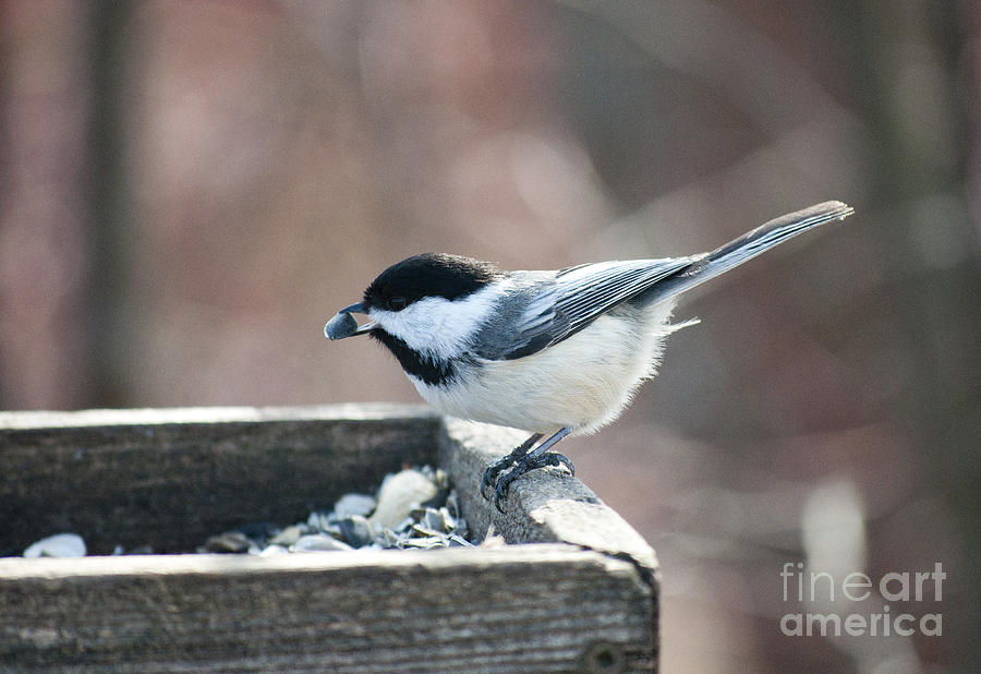 Chickadee Photograph - Chickadee With A Seed At Cranberry Marsh by Gary Chapple