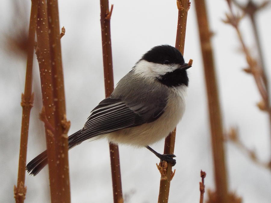 Chickadee With A Seed Photograph By Cheryl King - Fine Art America