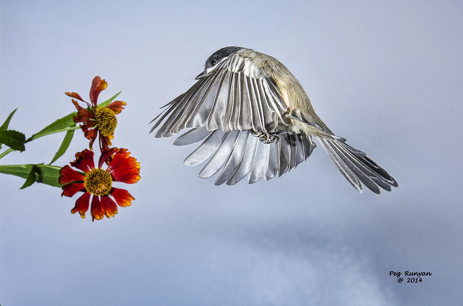 Chickadee With Fall Flower Photograph by Peg Runyan