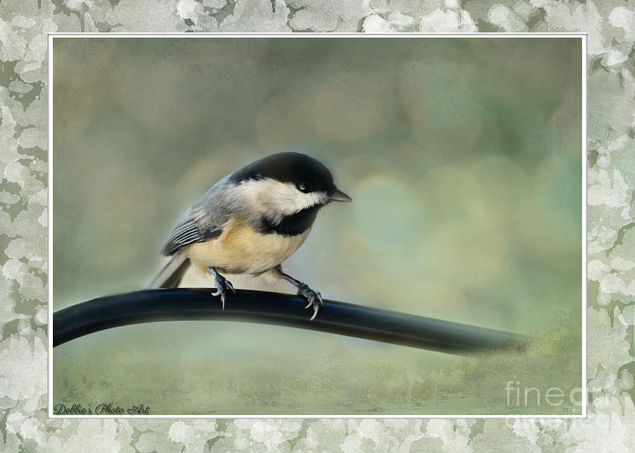 Chickadee with frame  Photograph by Debbie Portwood