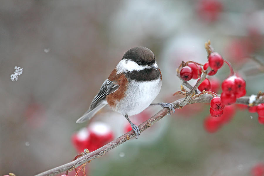 Chickadee with Red Berries in Falling Snow Photograph by Peggy Collins