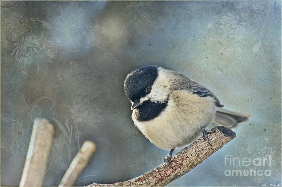 Chickadee with texture Photograph by Debbie Portwood