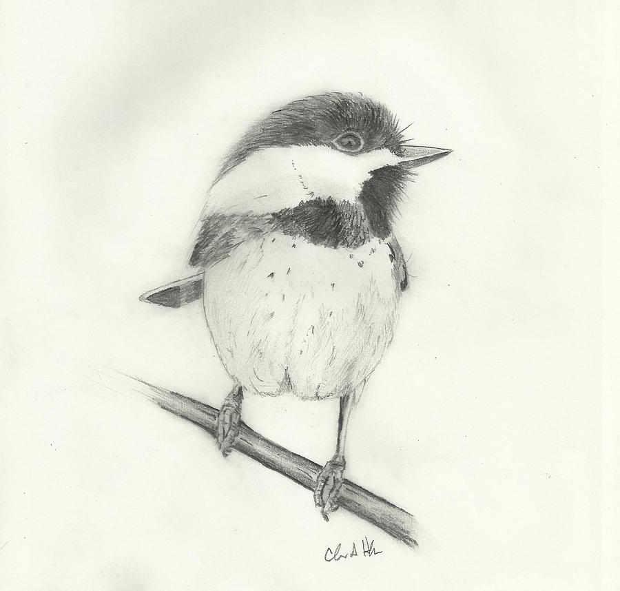 Chickadee#2 Drawing by Chris Hughes - Fine Art America