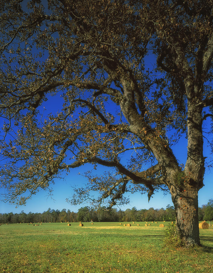 Tree Photograph - Chickamauga Battlefield by Mountain Dreams