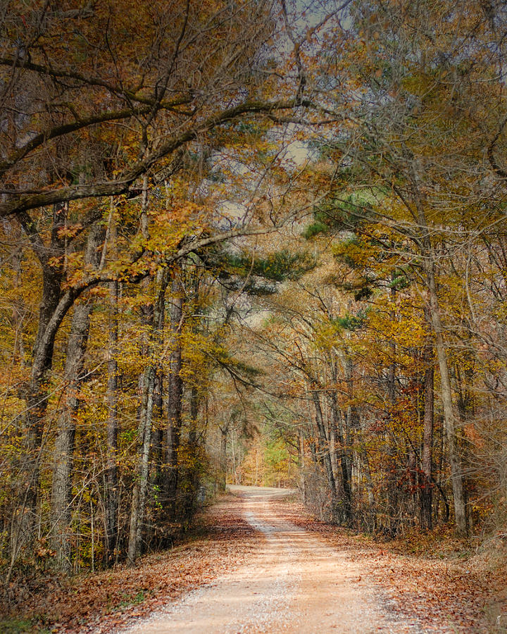 Chickasaw Forest in Autumn 2 - Fall Landscape Photograph by Jai Johnson