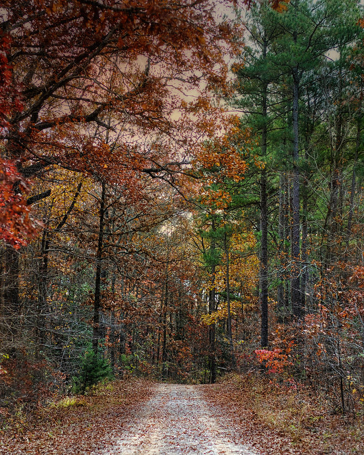 Chickasaw Forest in Autumn - Fall Landscape Photograph by Jai Johnson