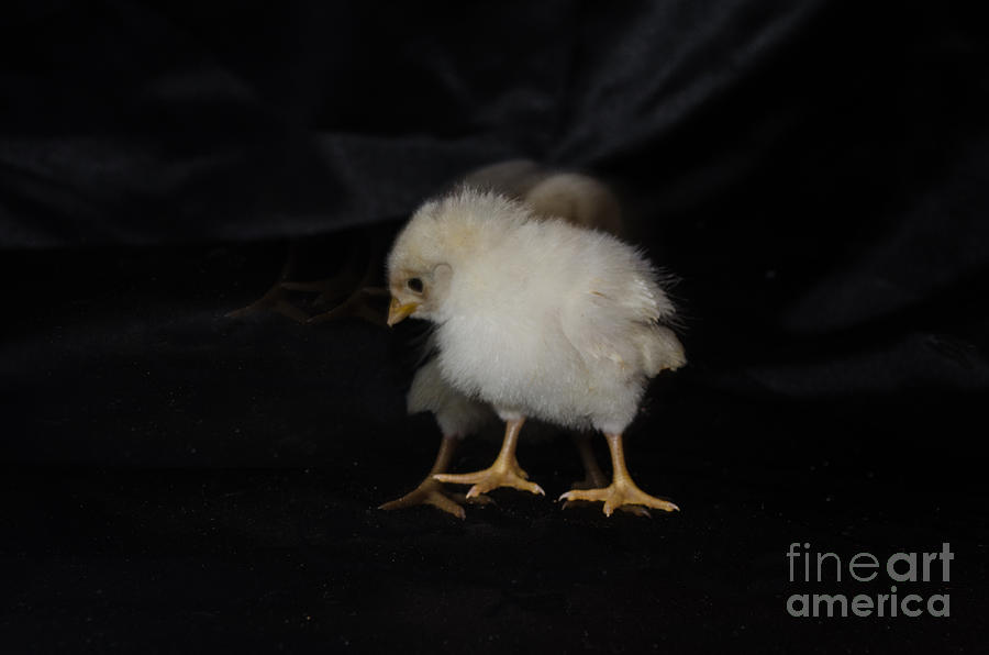 Chicken Photograph - Chicken Dance by Donna Brown