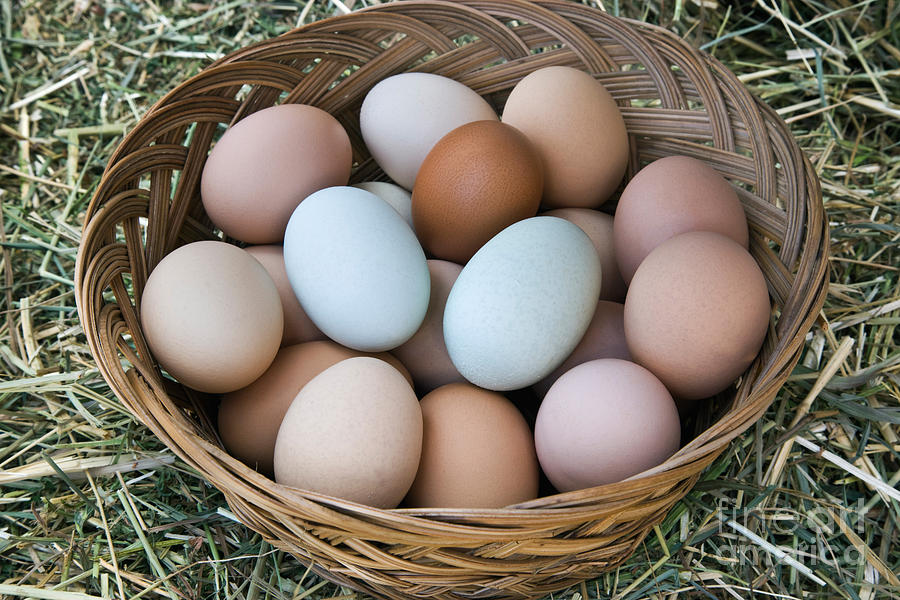 Chicken Eggs In Basket Photograph by Inga Spence - Pixels