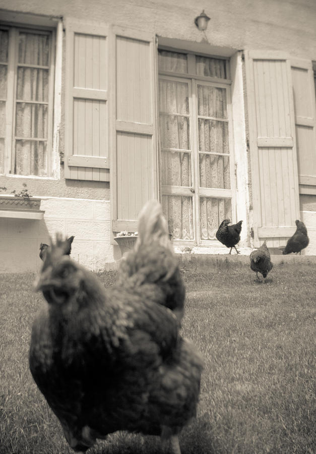 Chicken Escapes Photograph by Matthew Pace