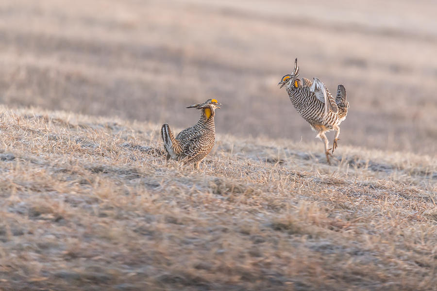 Chicken Fight Photograph by Thomas Young
