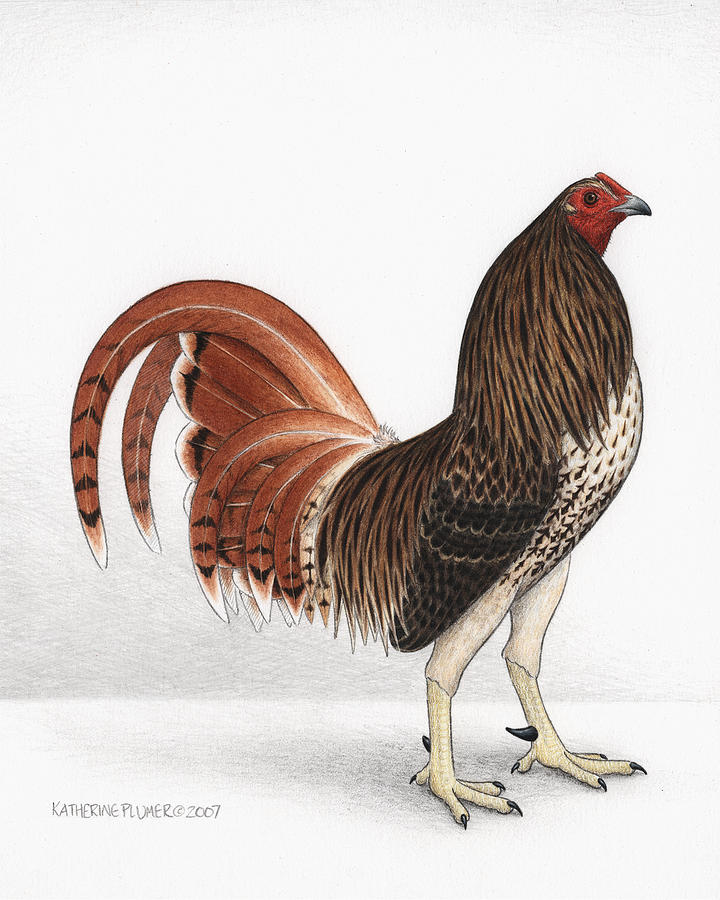 Rooster Drawing - Chicken Hawk by Katherine Plumer