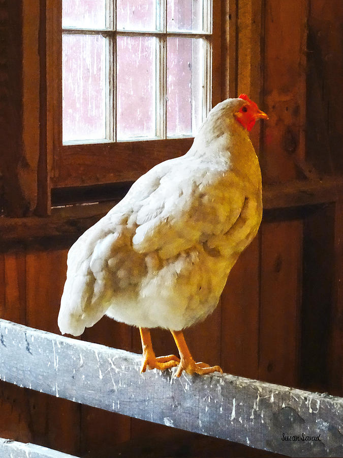 Chicken Photograph - Chicken in Barn by Susan Savad