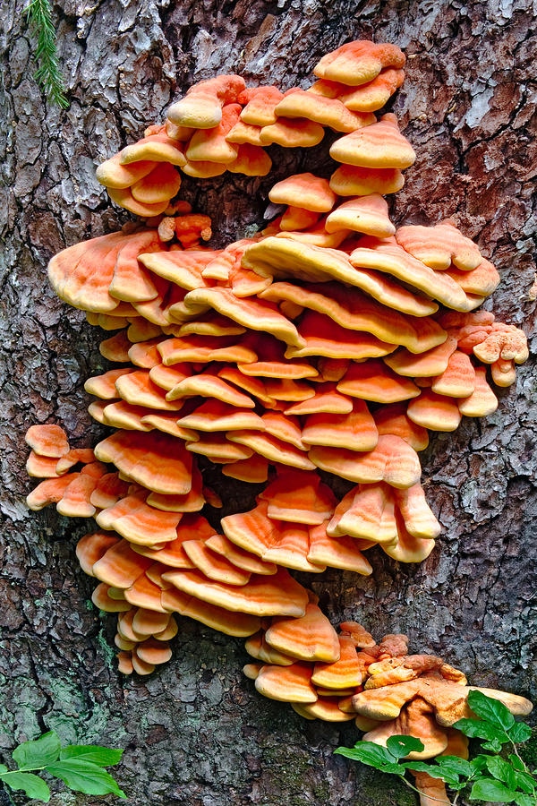 Chicken of the Wood Photograph by Geoffrey Ferguson