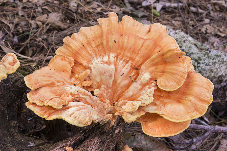 Chicken Of The Woods Photograph by Andrew J. Martinez