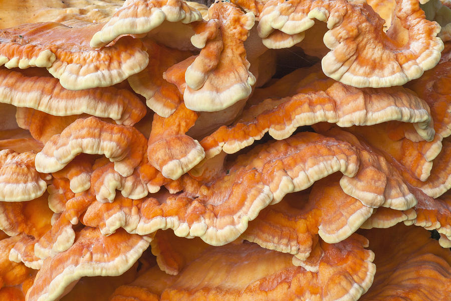 Chicken Of The Woods Detail Germany Photograph by Duncan Usher