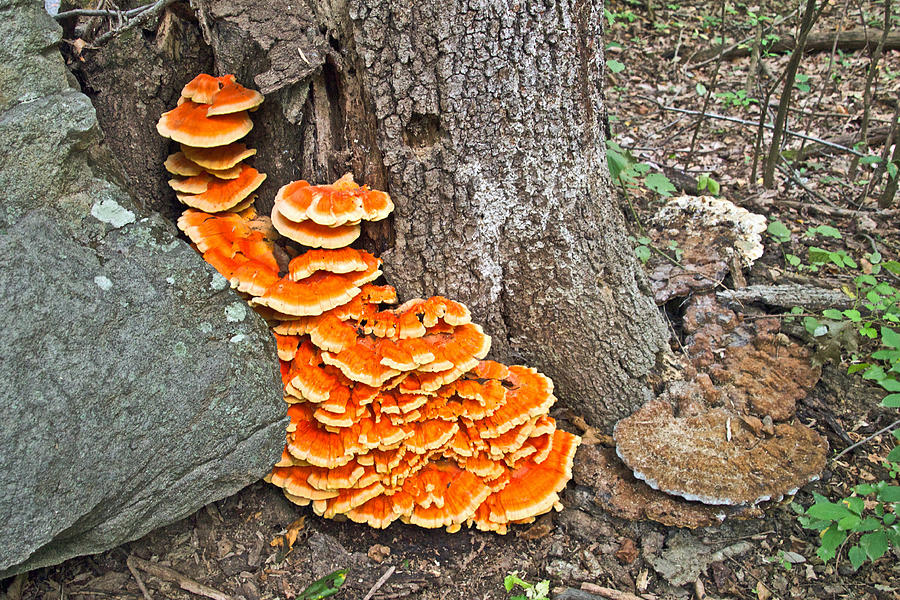 Chicken Of The Woods Fungi - Laetiporus sulphureus Photograph by Carol Senske