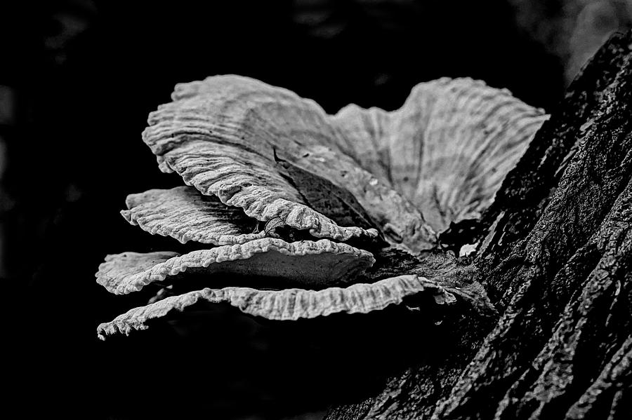 Chicken Of The Woods Shelf Fungi - Laetiporus sulphureus Photograph by Carol Senske