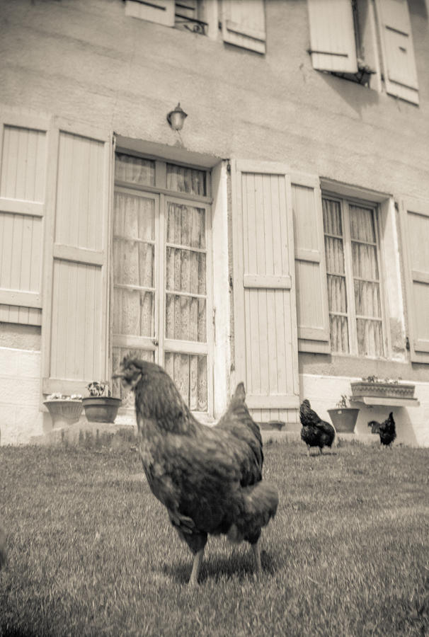 Chicken Run Photograph by Matthew Pace