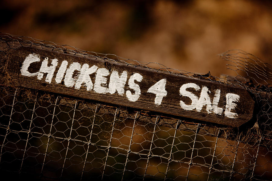 Chicken Sign Photograph by Art Block Collections