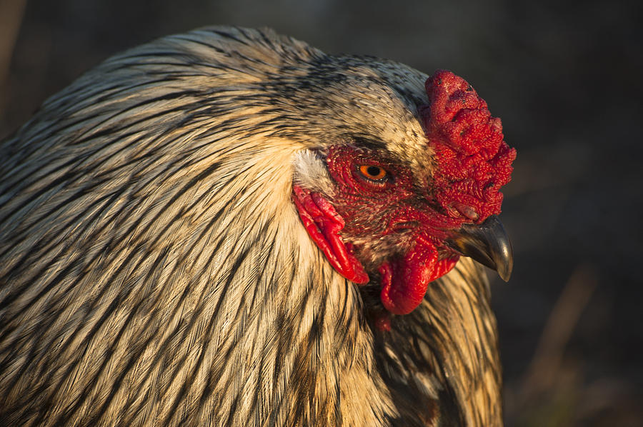 Chicken Photograph by Steve Myrick