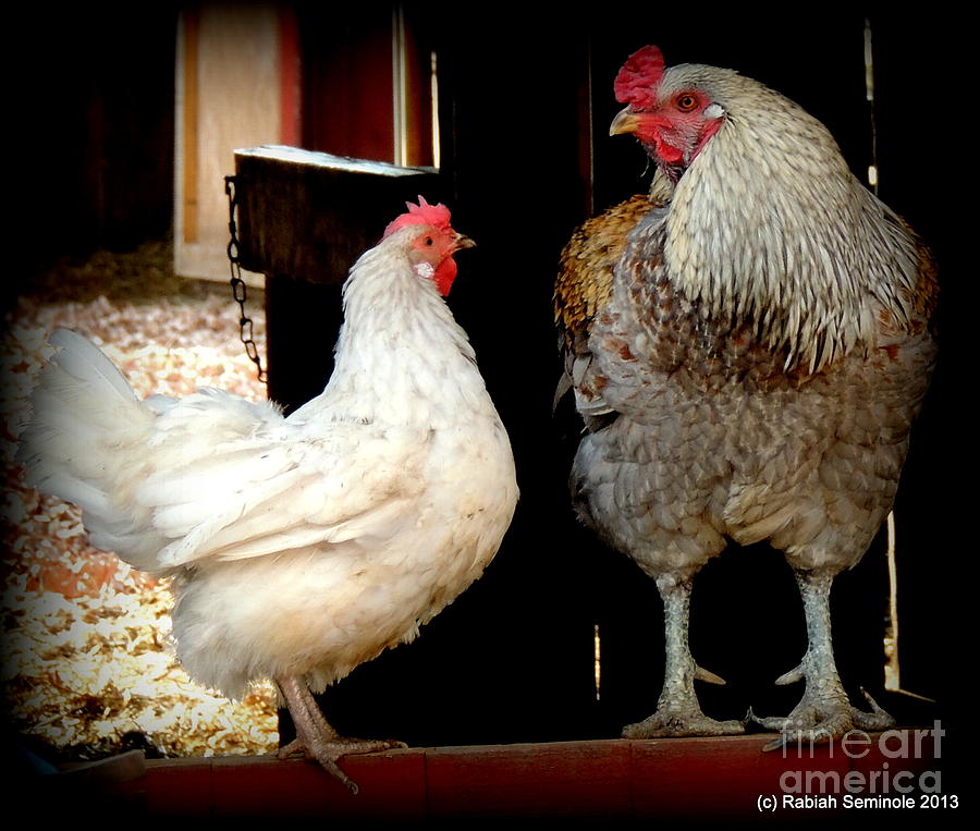 Chicken Talk Photograph by Rabiah Seminole