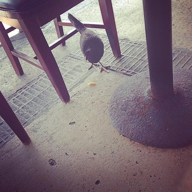 Chicken Under The Table Key West Photograph by Jami Boe