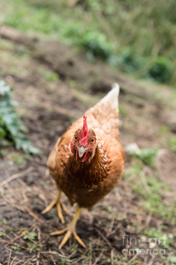 Chicken Up Close Photograph by Gillian Vann - Fine Art America